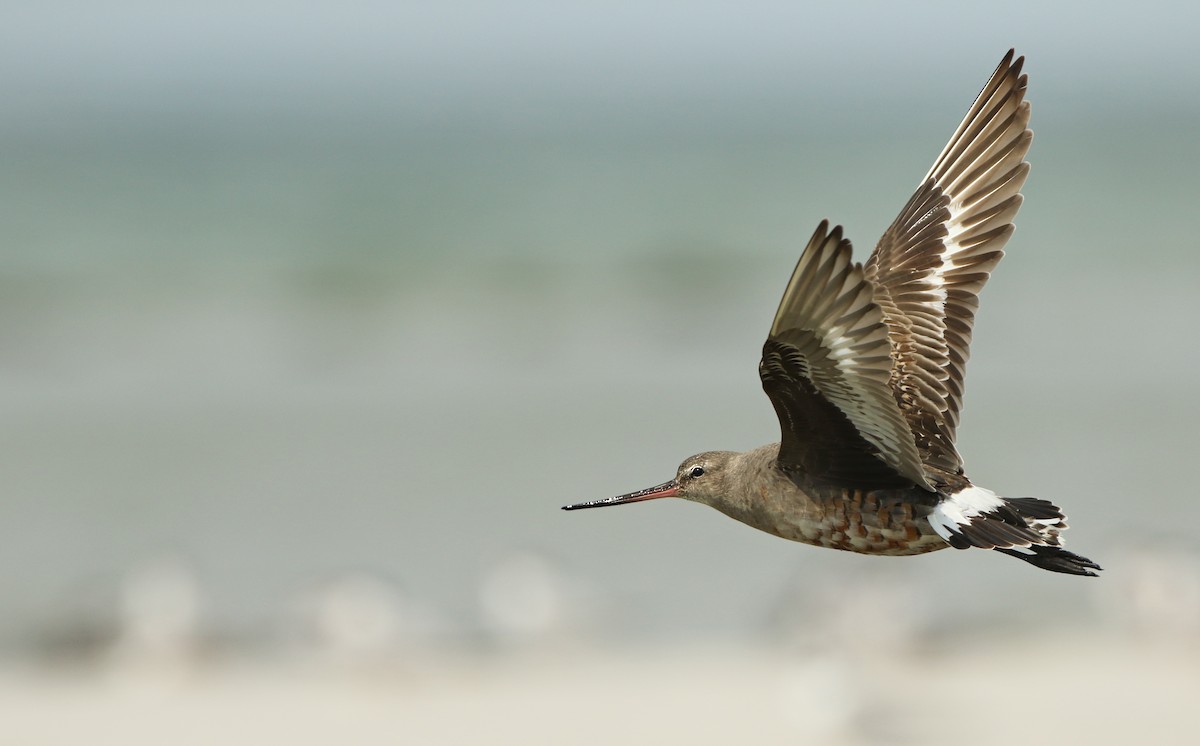 Hudsonian Godwit - ML66903611