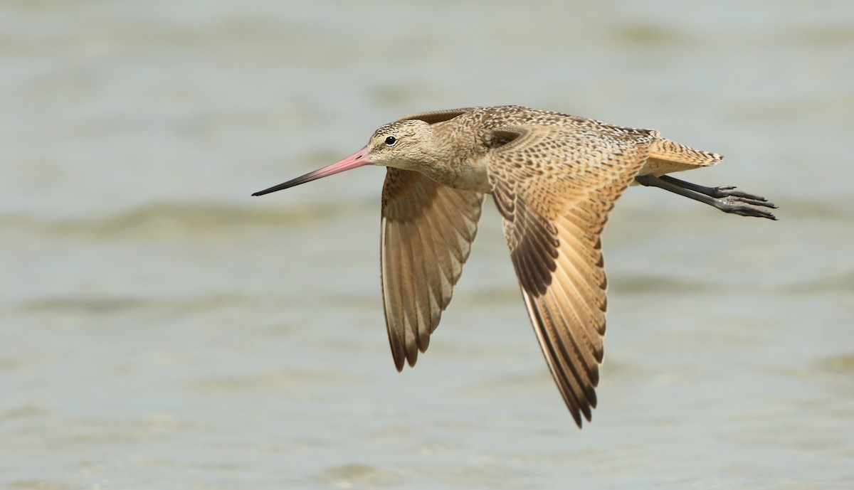 Marbled Godwit - ML66903881