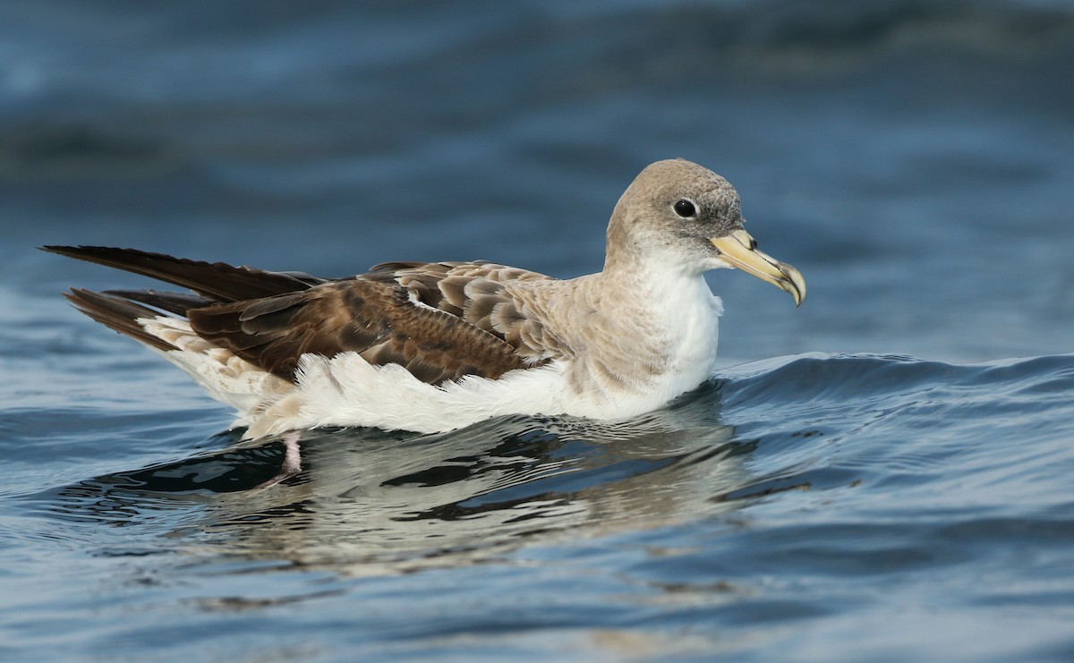 Cory's/Scopoli's Shearwater - ML66904681