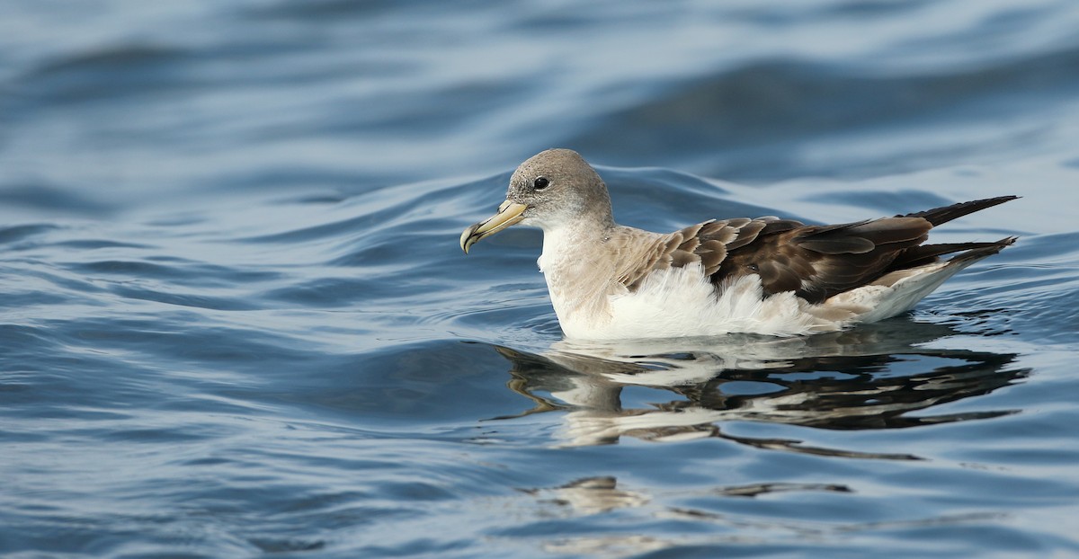 Cory's Shearwater - ML66904691