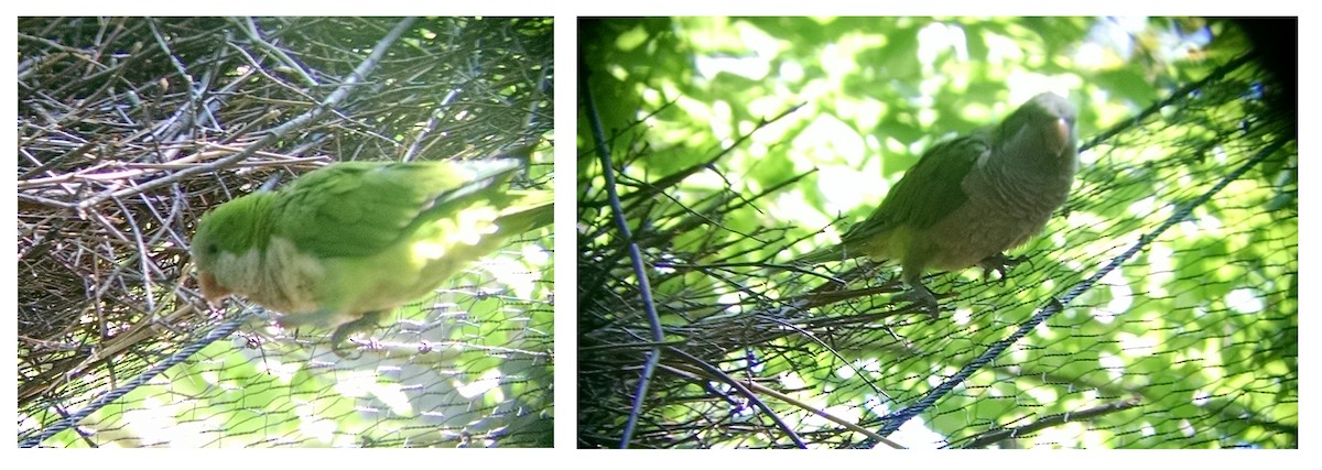 Monk Parakeet - ML66904841