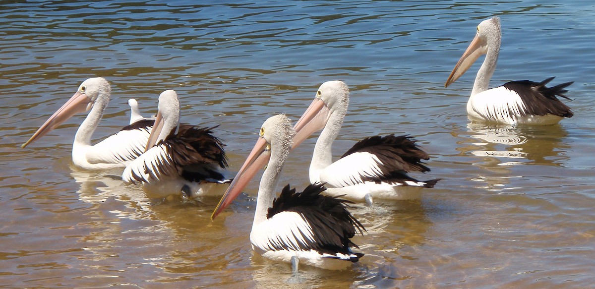 pelikán australský - ML66905081