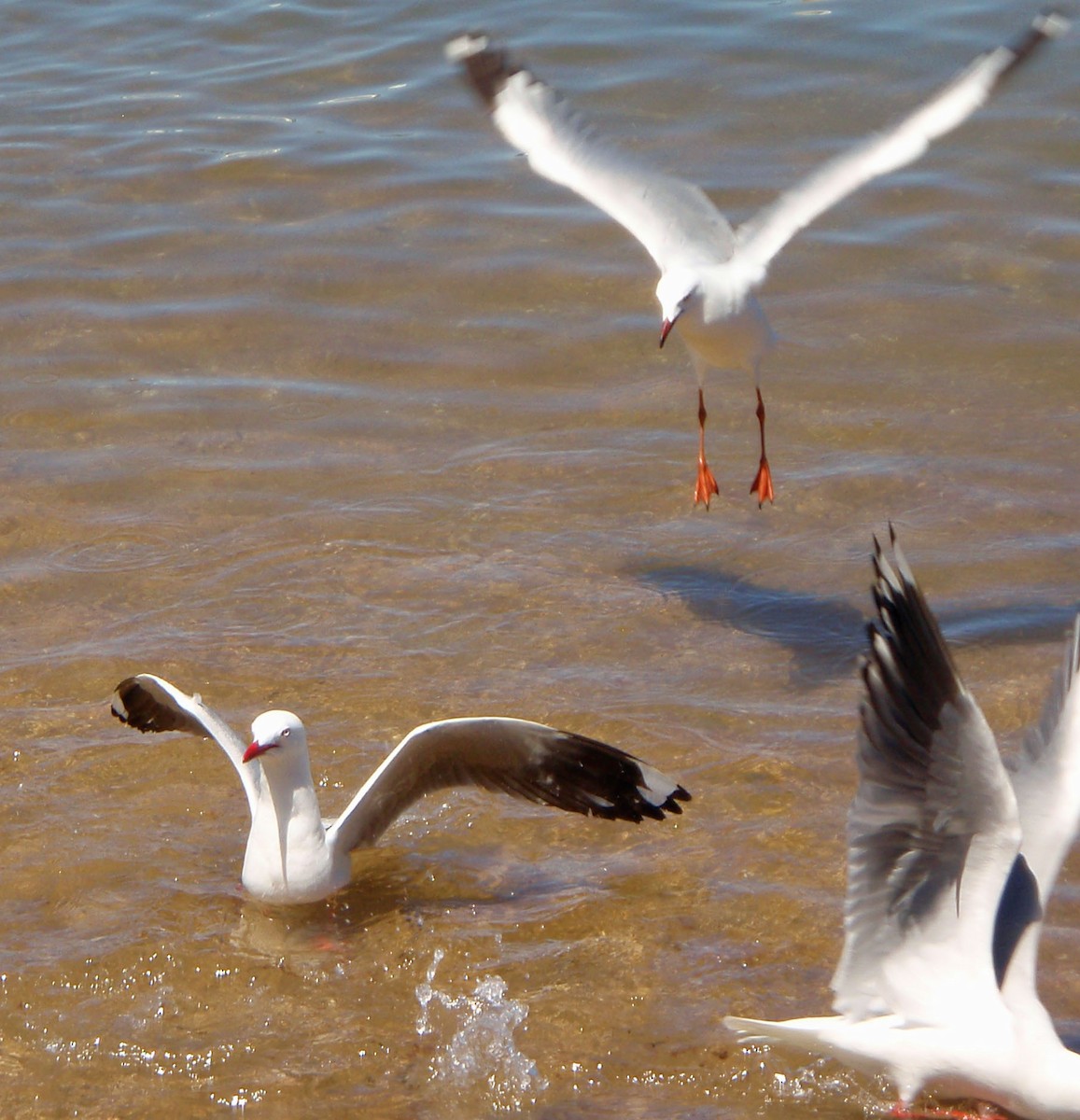 Mouette argentée (novaehollandiae/forsteri) - ML66905131