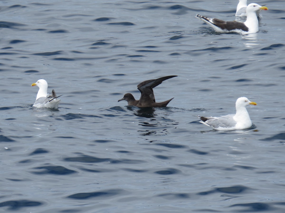 Sooty Shearwater - ML66906431