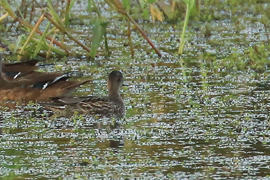 小水鴨(carolinensis) - ML66908101