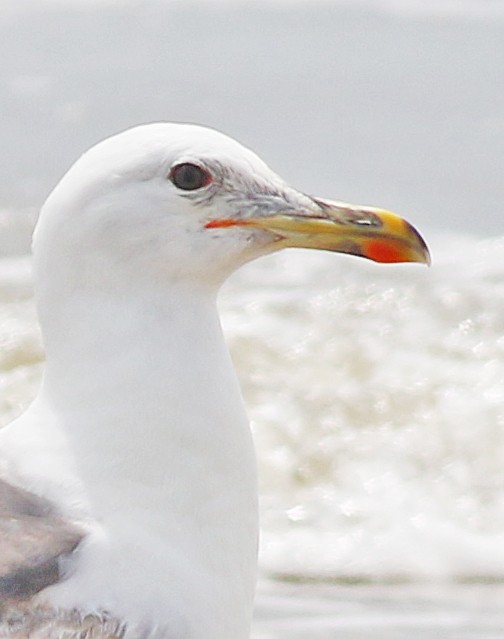 Lesser Black-backed Gull - Gary Binderim