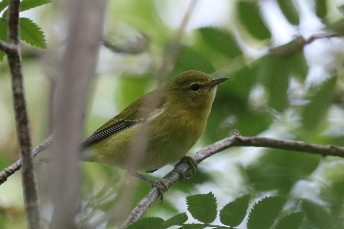 Tennessee Warbler - ML66909861