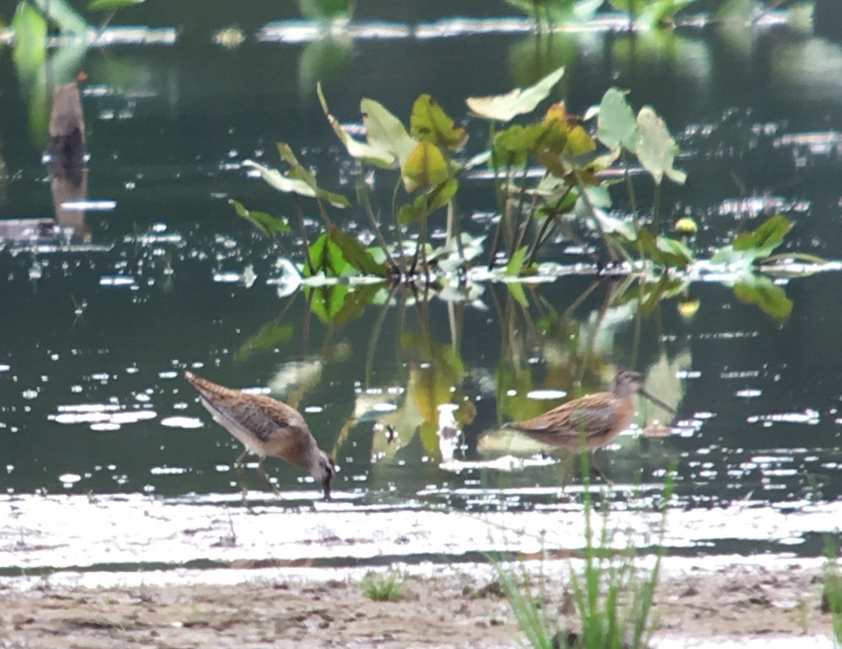 Short-billed Dowitcher - ML66910121