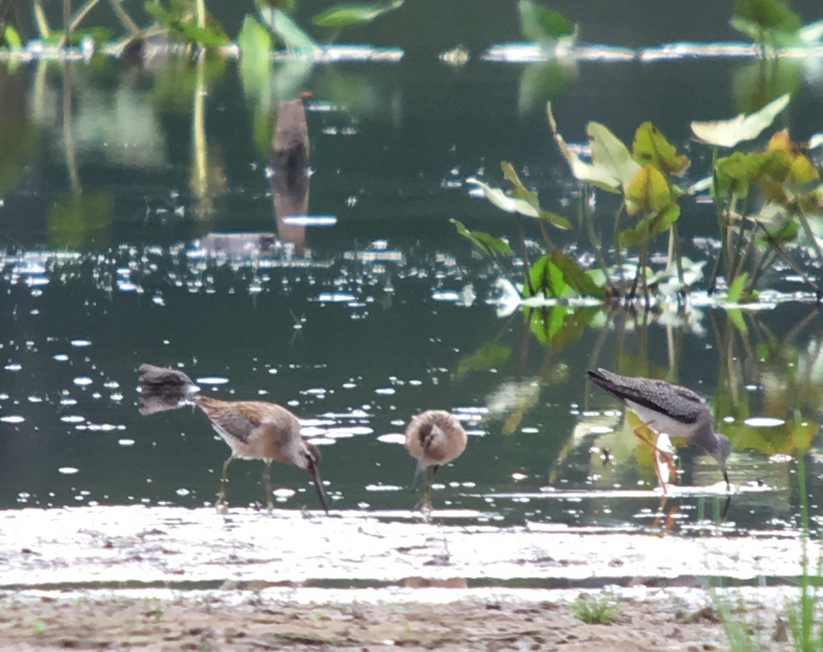Short-billed Dowitcher - ML66910131