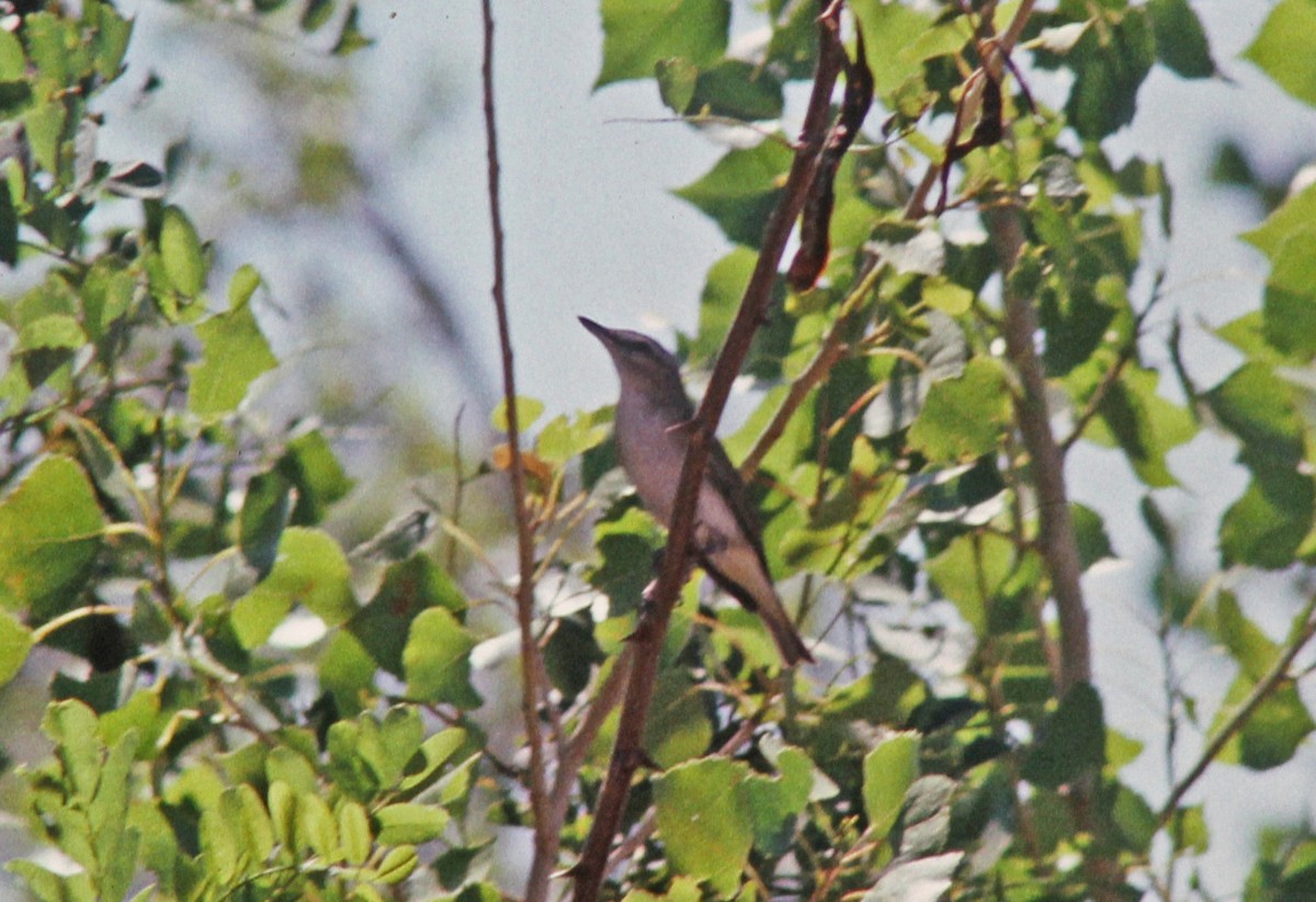 Red-eyed Vireo - ML66912151