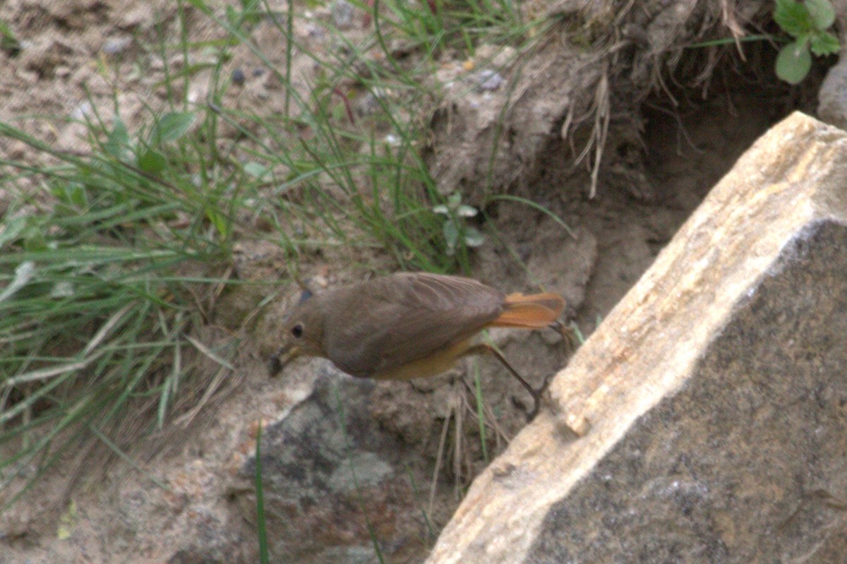 Black Redstart - ML66915051