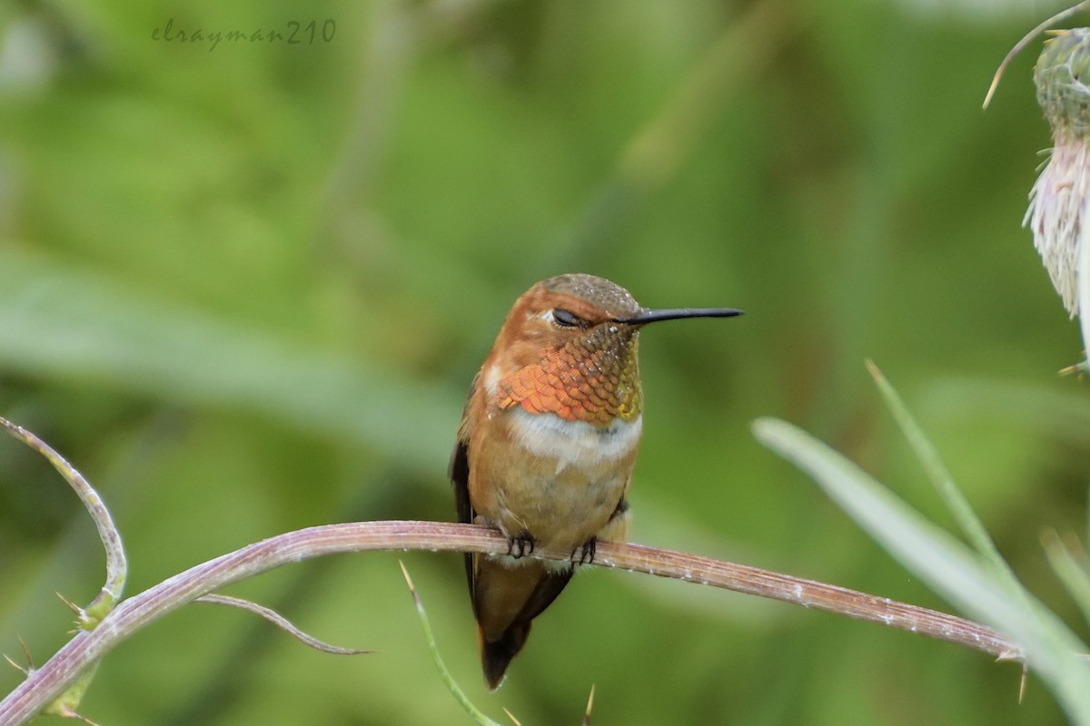 Rufous Hummingbird - ML66915191