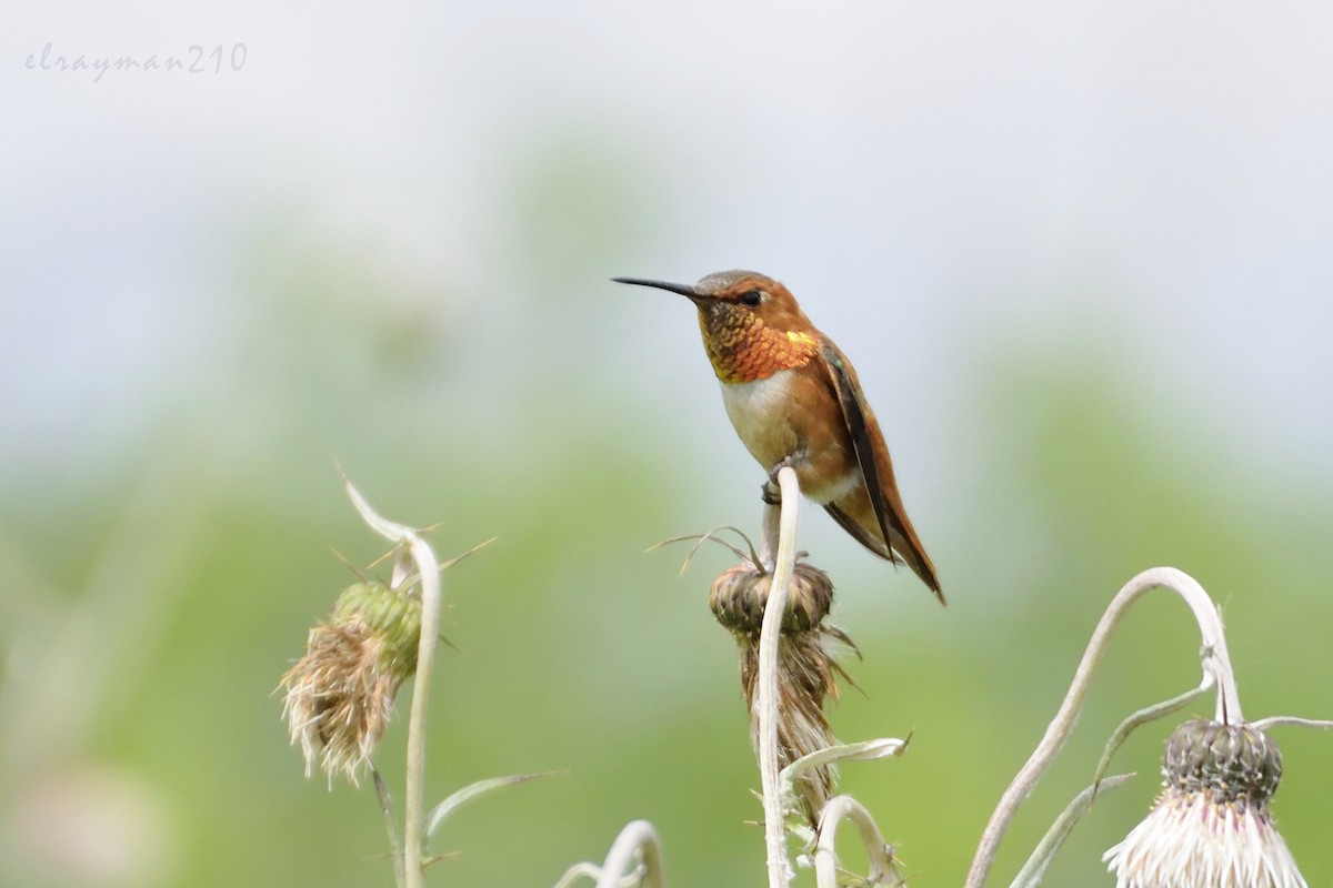 Rufous Hummingbird - ML66915411