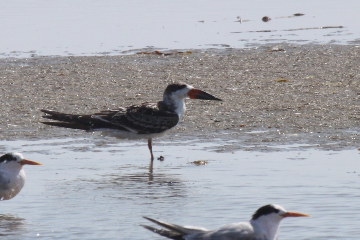 Black Skimmer - ML66915461