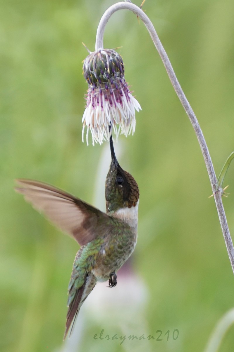 Colibri à gorge rubis - ML66917591