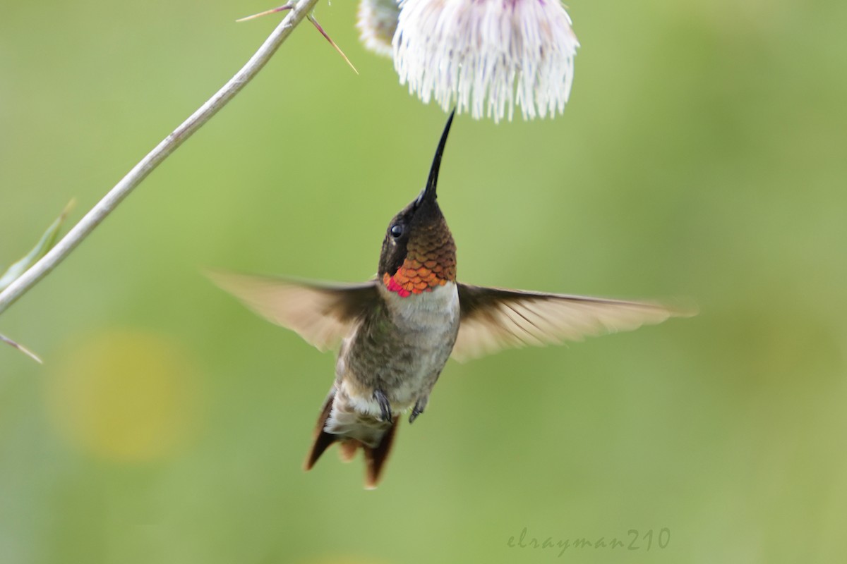 Colibri à gorge rubis - ML66917611