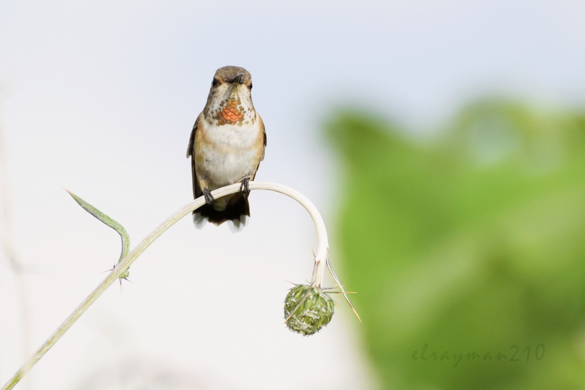 Rufous Hummingbird - ML66917781