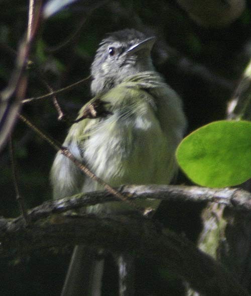 Yellow-olive Flatbill (asemus) - Martin Reid