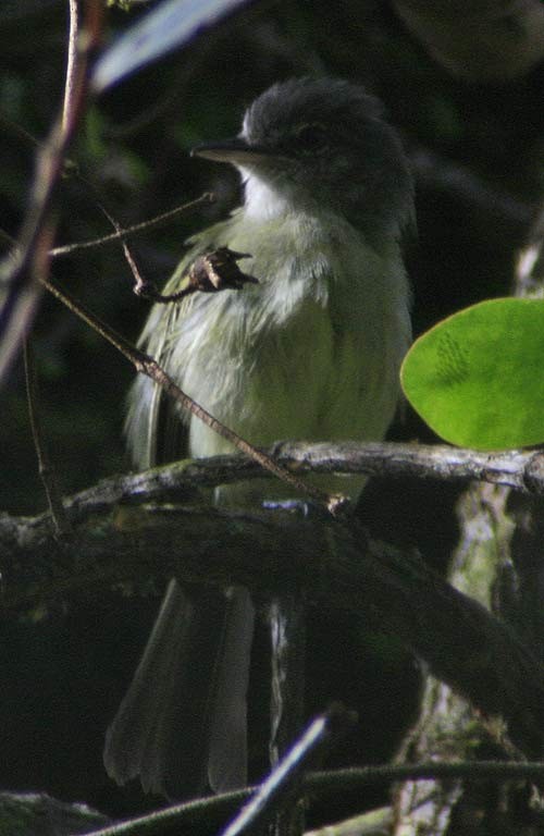 Yellow-olive Flatbill (asemus) - ML66918241