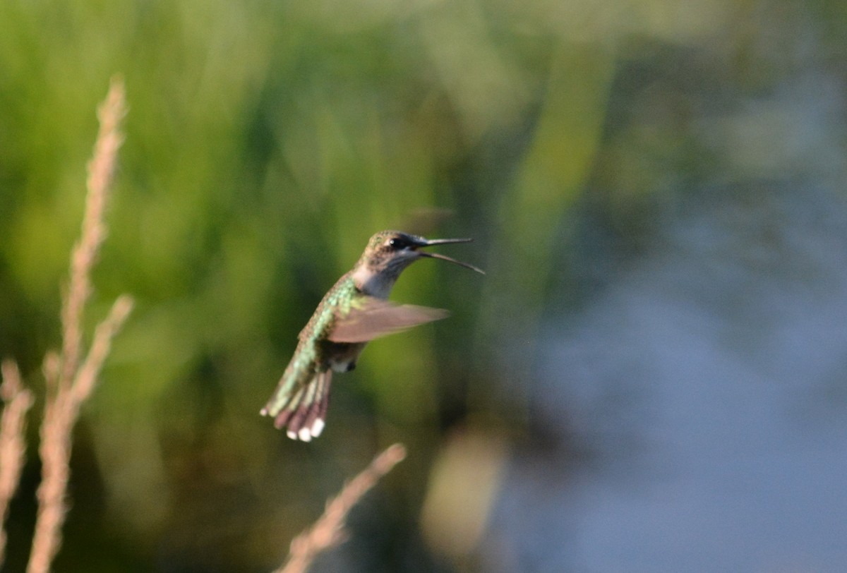 Ruby-throated Hummingbird - Rich Hanlon