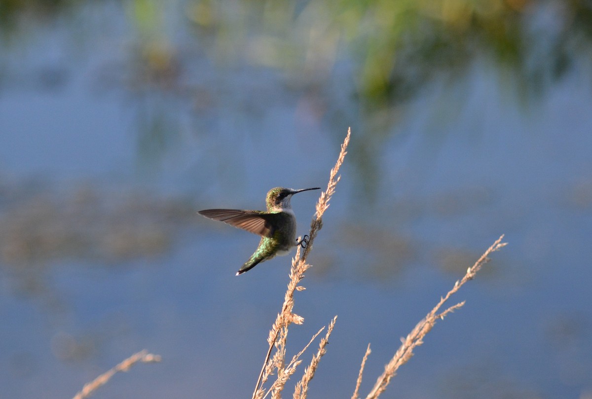 Ruby-throated Hummingbird - Rich Hanlon