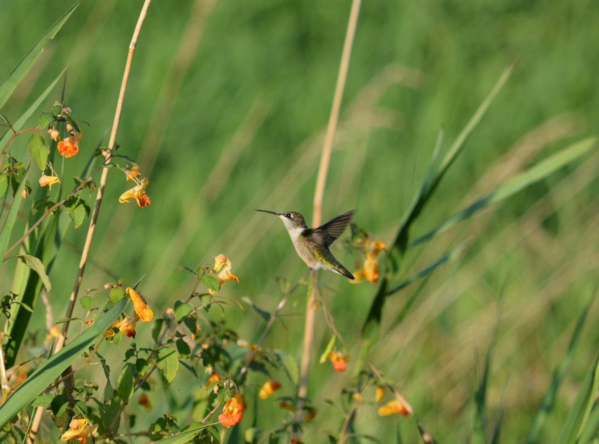 Ruby-throated Hummingbird - ML66919011