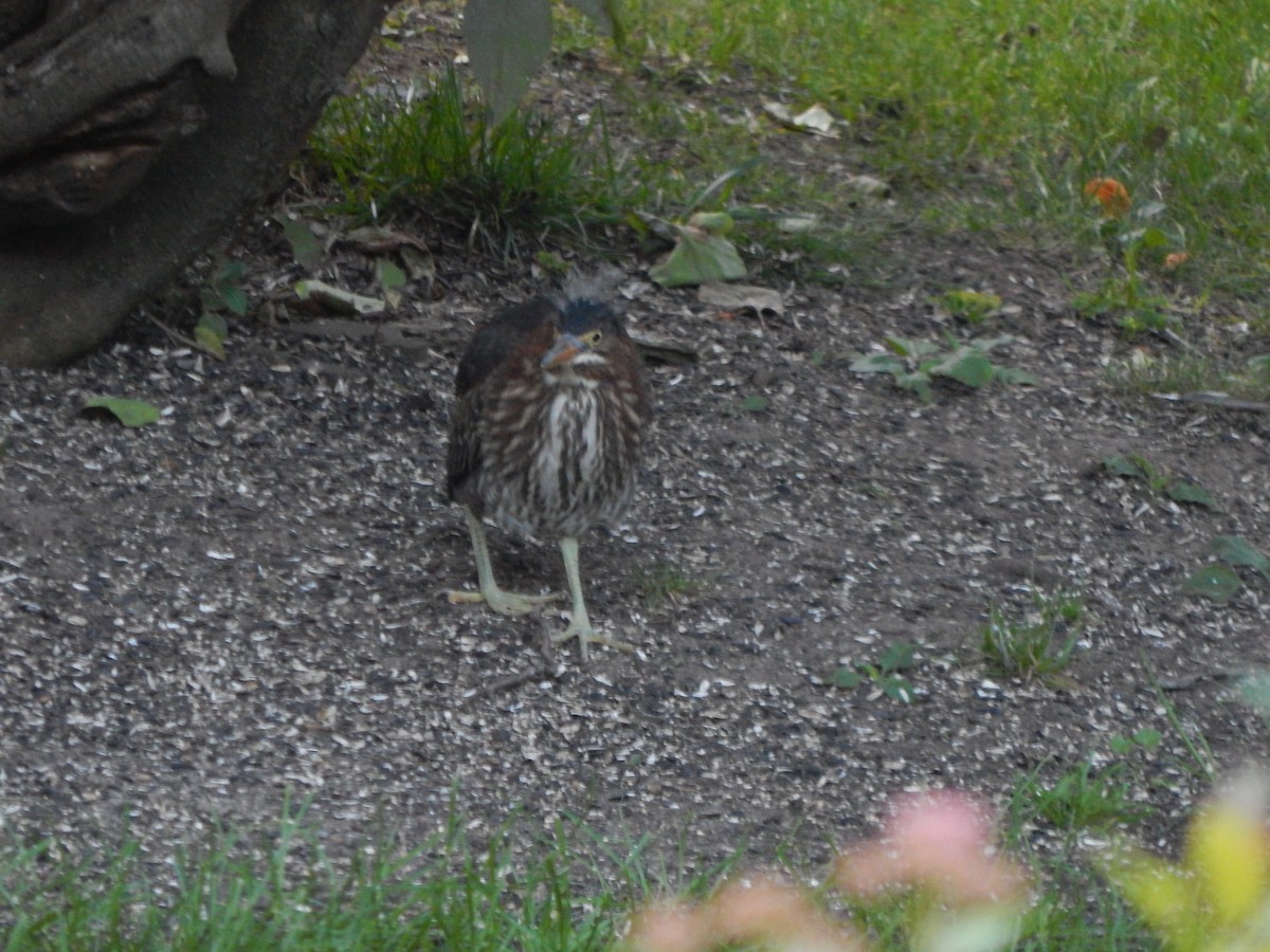 Green Heron - Anonymous