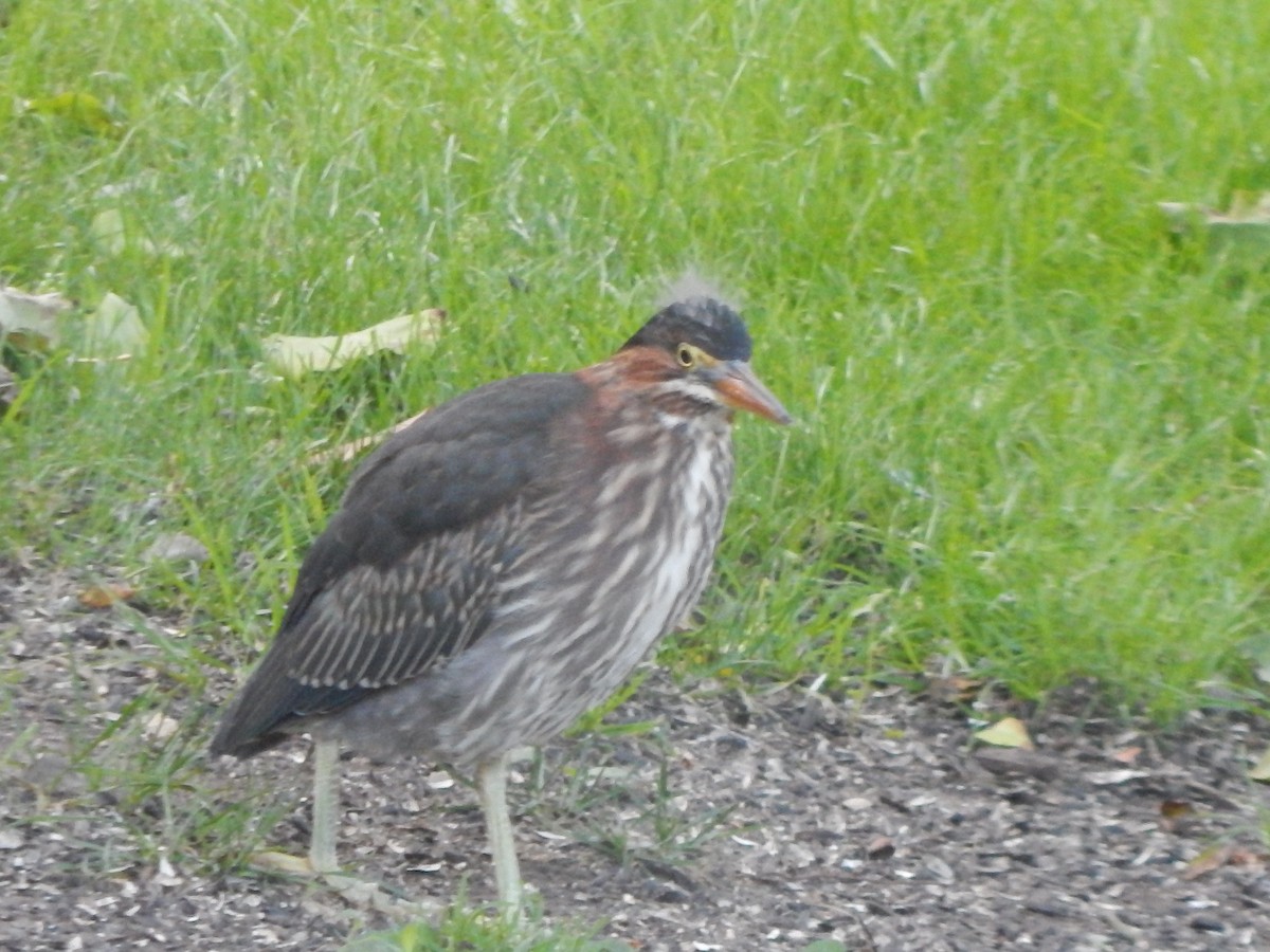 Green Heron - ML66919961