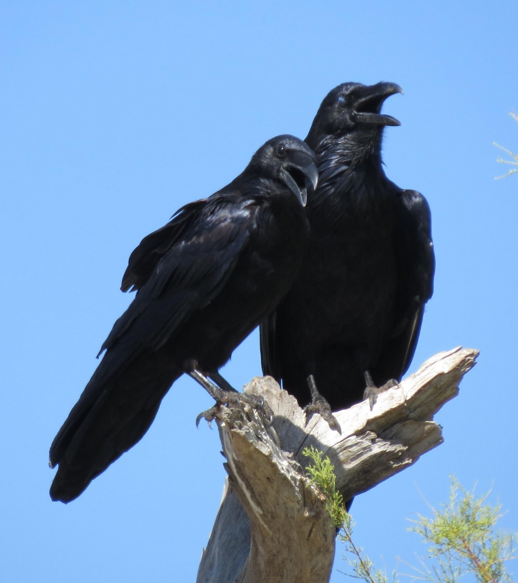 Common Raven - Ed Dunn