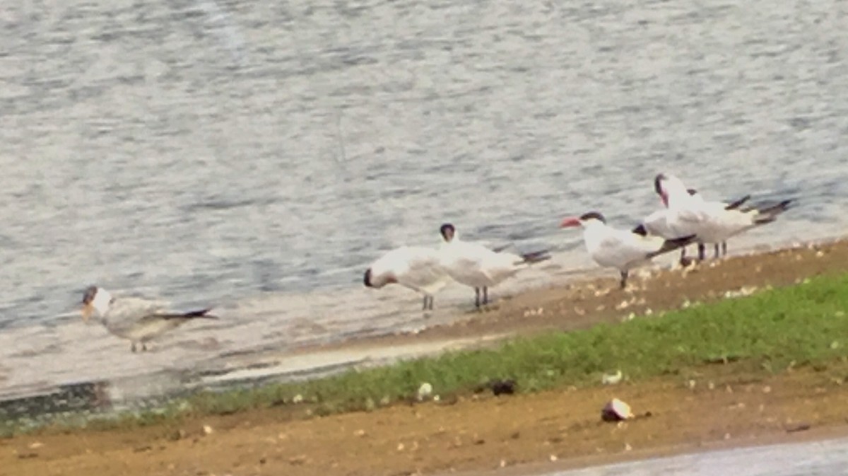 Caspian Tern - ML66920681