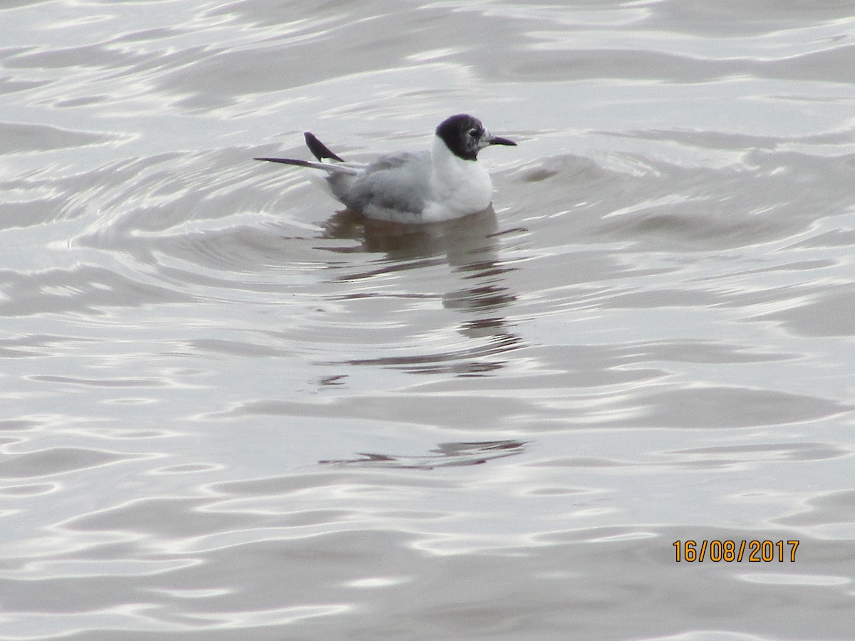 Bonaparte's Gull - Louise Boissonneault