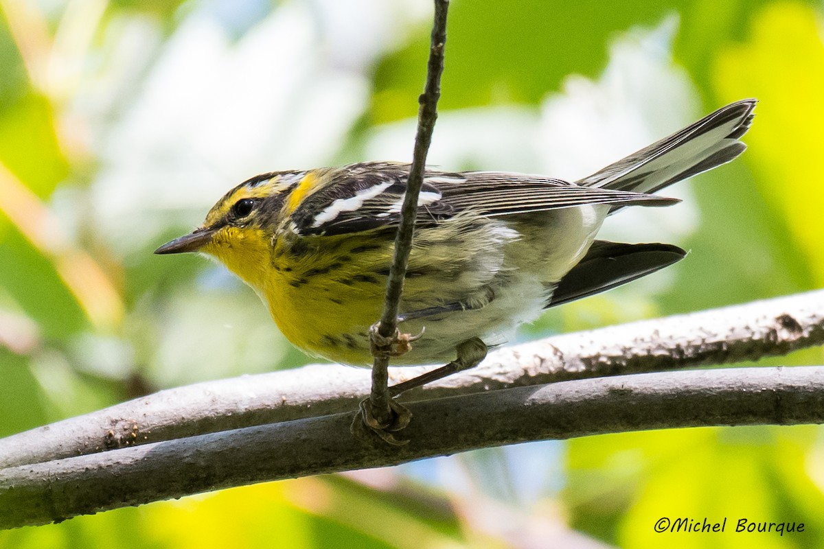 Blackburnian Warbler - ML66921101