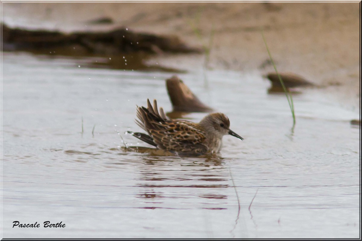 Least Sandpiper - ML66921141