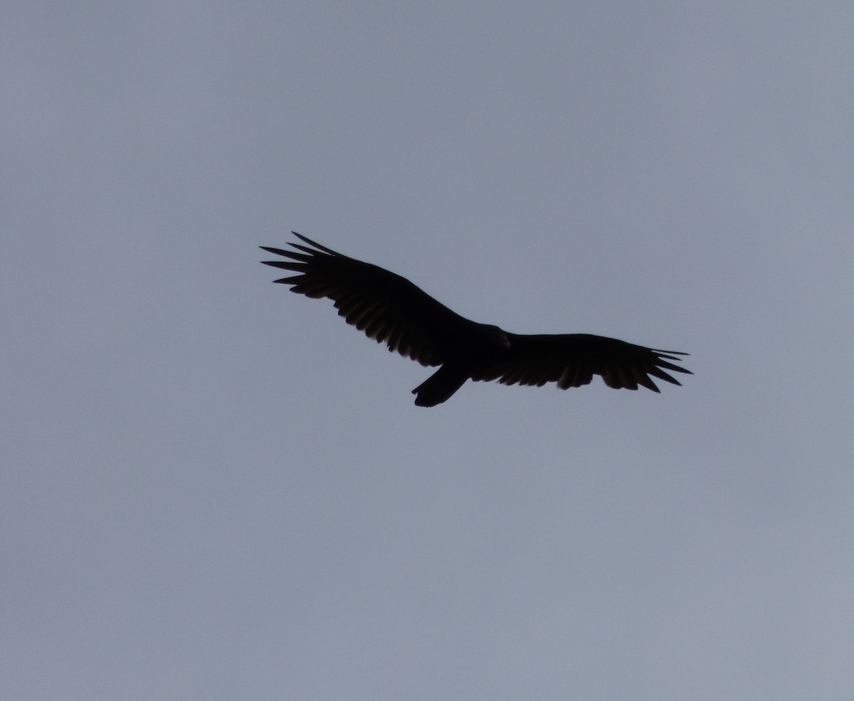 Turkey Vulture - ML66921501