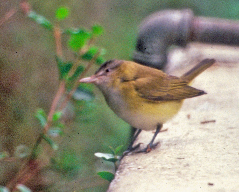 Yellow-green Vireo - Bob Tintle