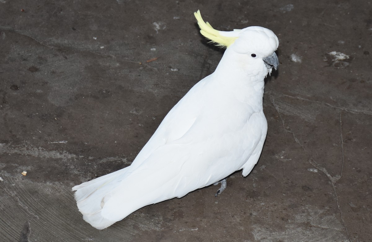 Sulphur-crested Cockatoo - David Wheeler