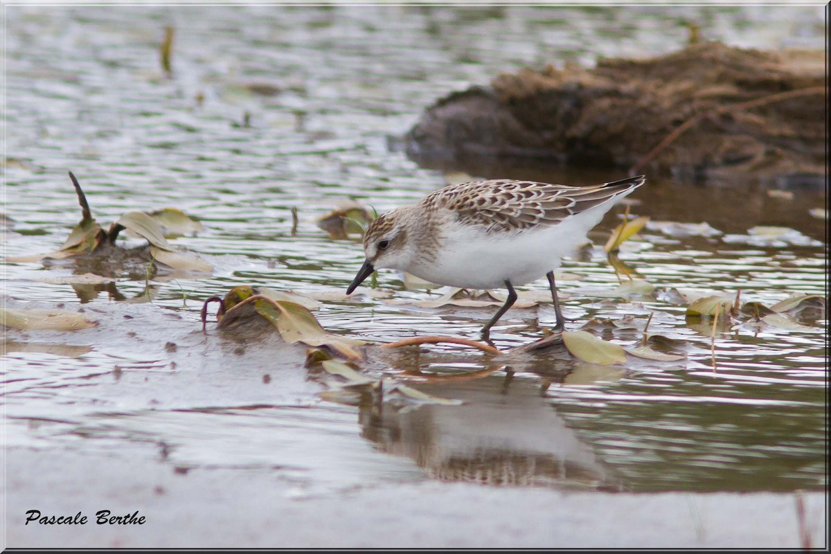 Semipalmated Sandpiper - ML66924041