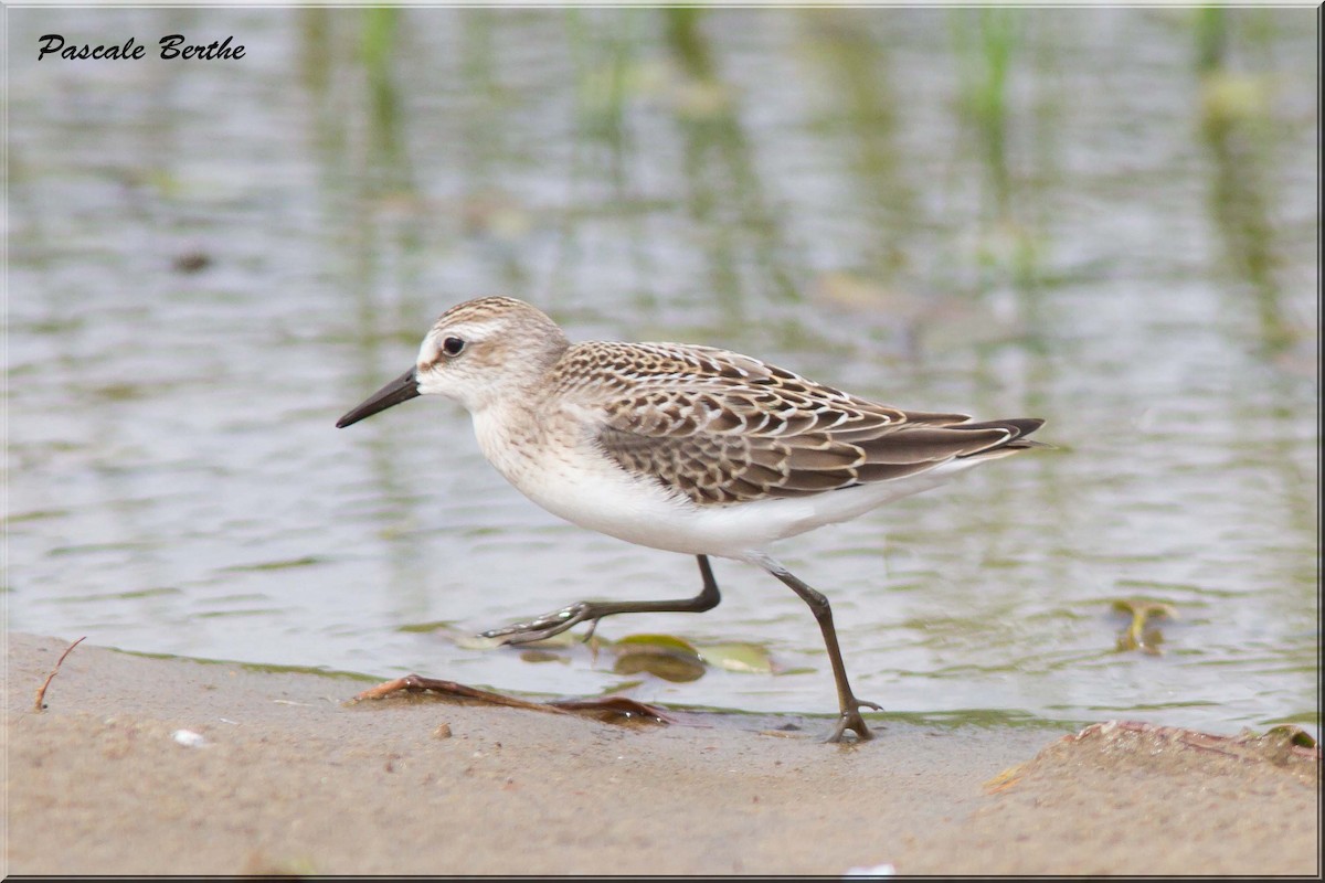 Semipalmated Sandpiper - ML66924051