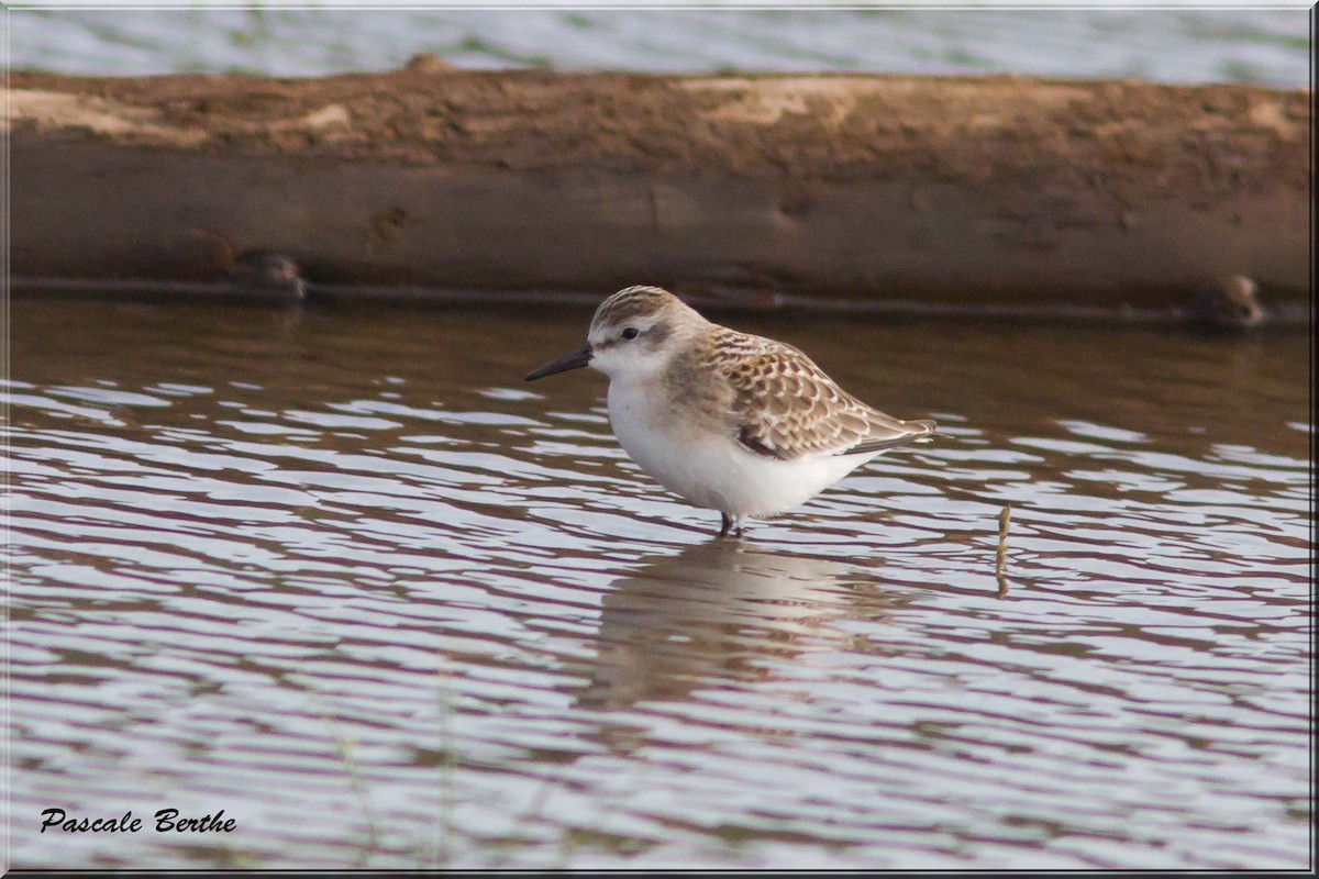 Semipalmated Sandpiper - ML66924151