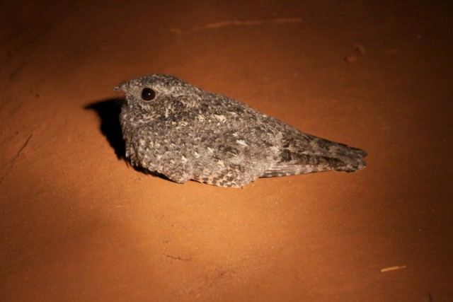 Freckled Nightjar - ML66925911