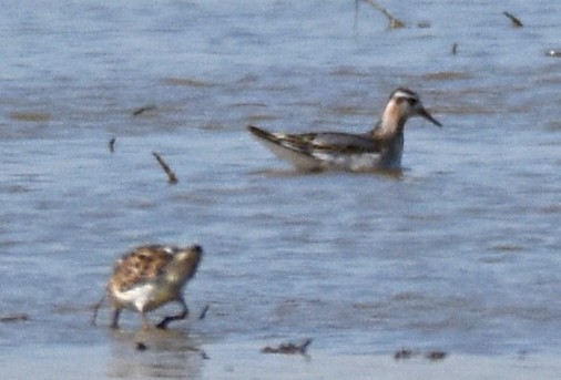 Phalarope à bec large - ML66926731