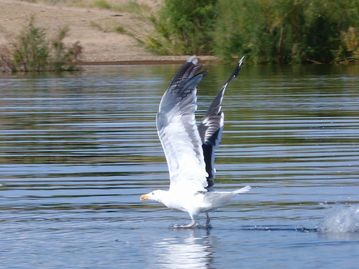 Great Black-backed Gull - ML66927691