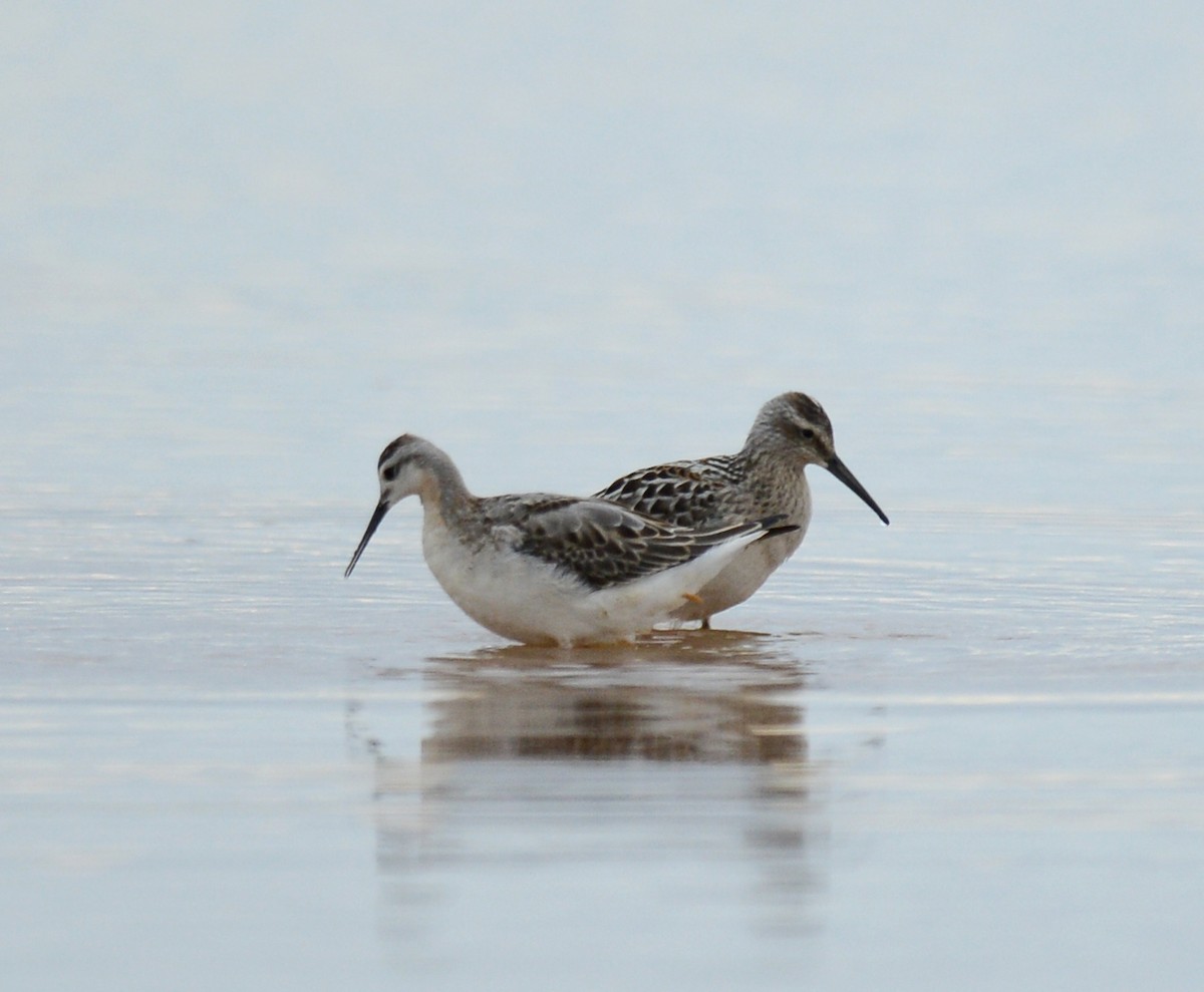 Wilson's Phalarope - ML66927821