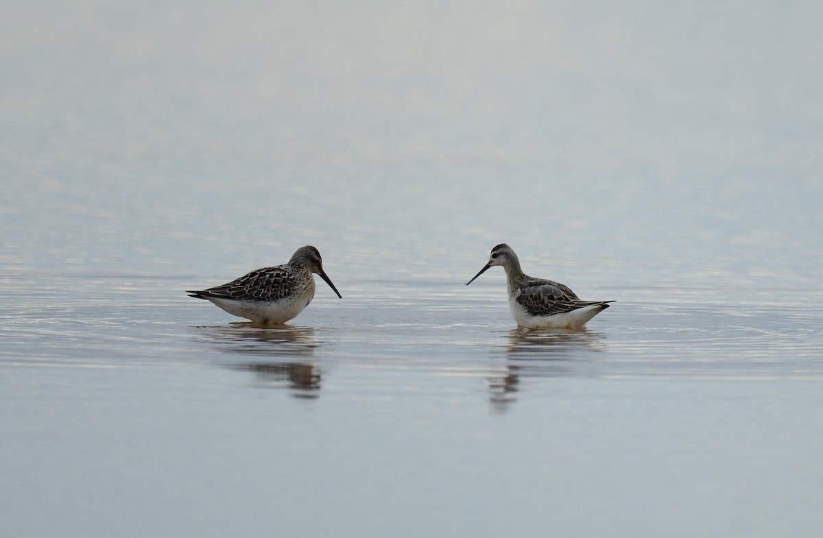 Wilson's Phalarope - ML66927831