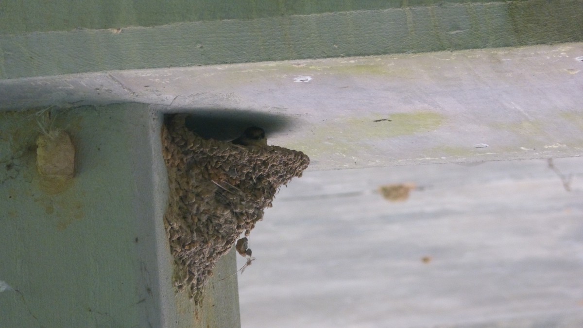 Cave Swallow - ML66928291