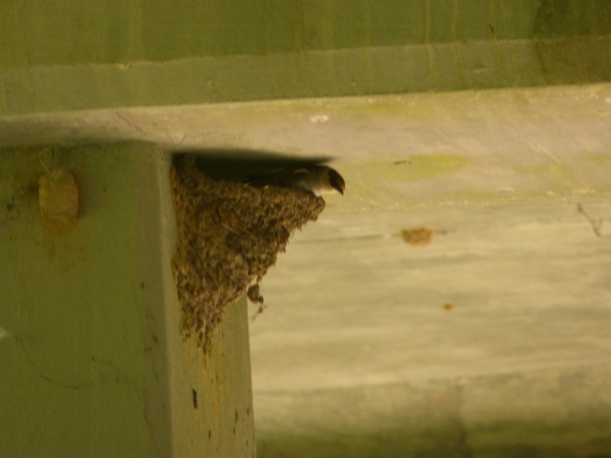 Cave Swallow - ML66928301