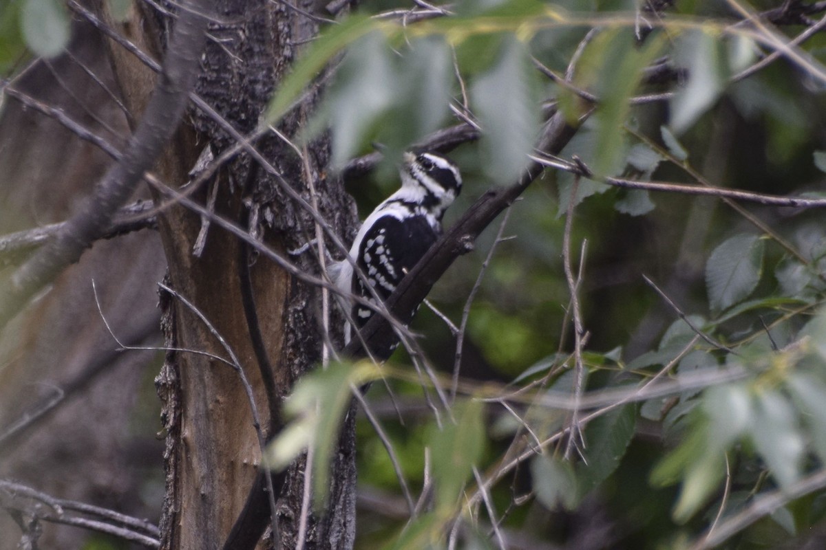 Hairy Woodpecker (Eastern) - David de Rivera Tønnessen