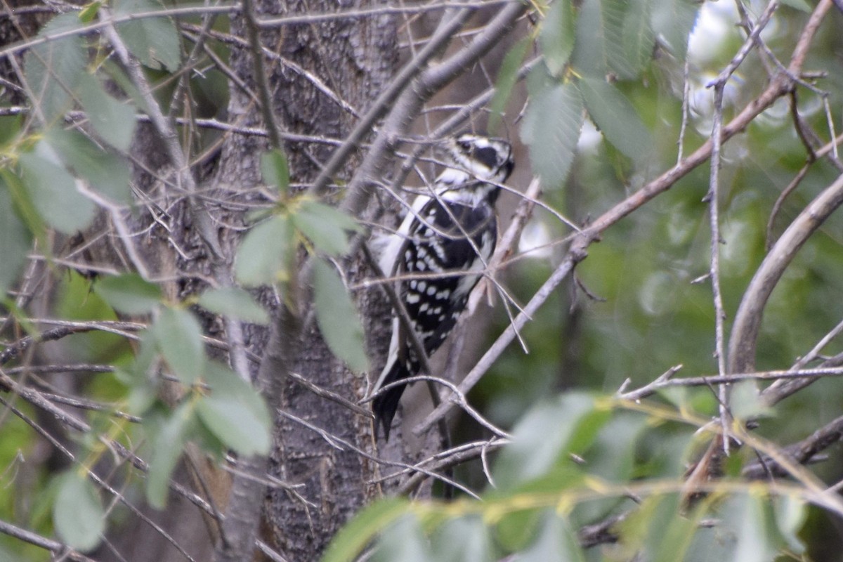 Hairy Woodpecker (Eastern) - David de Rivera Tønnessen