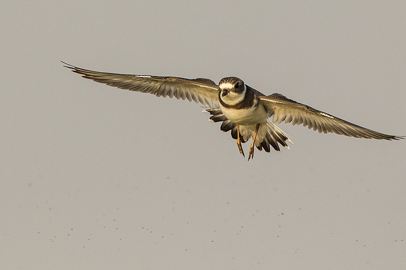 Semipalmated Plover - Gerald Romanchuk