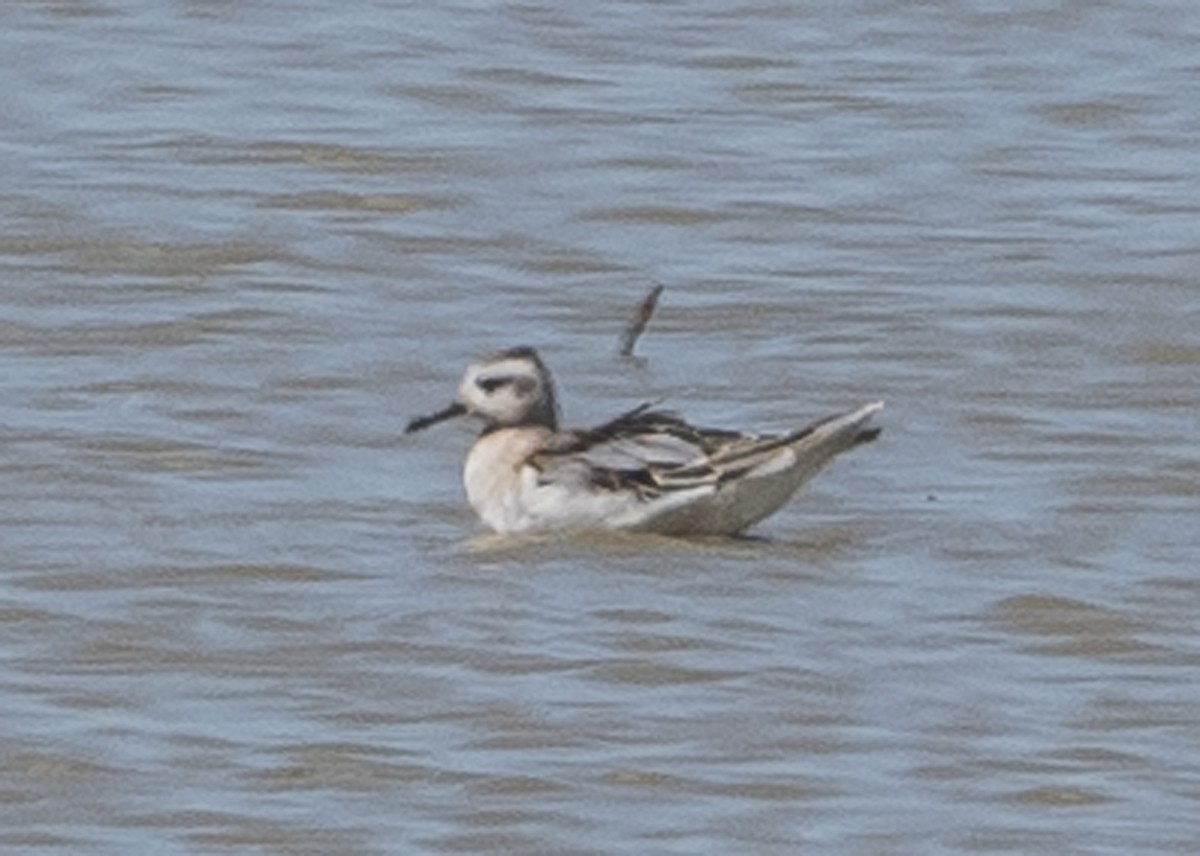 Phalarope à bec large - ML66932731